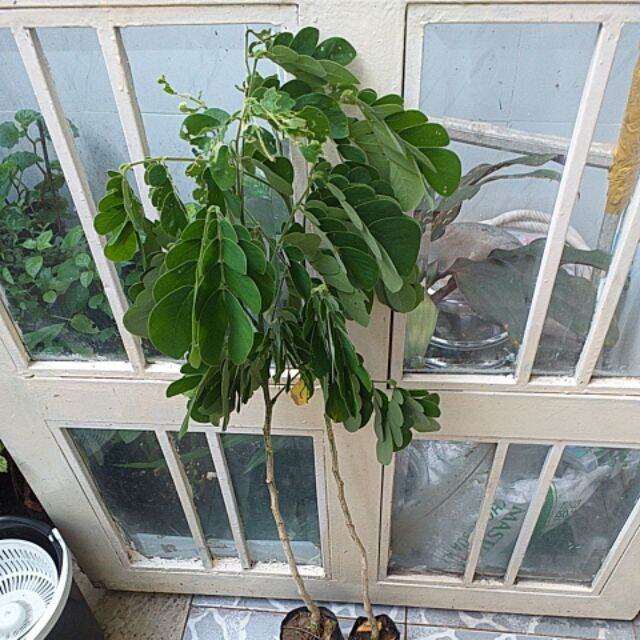 combo 2 cây me tây cao 60cm. cây đẹp.
