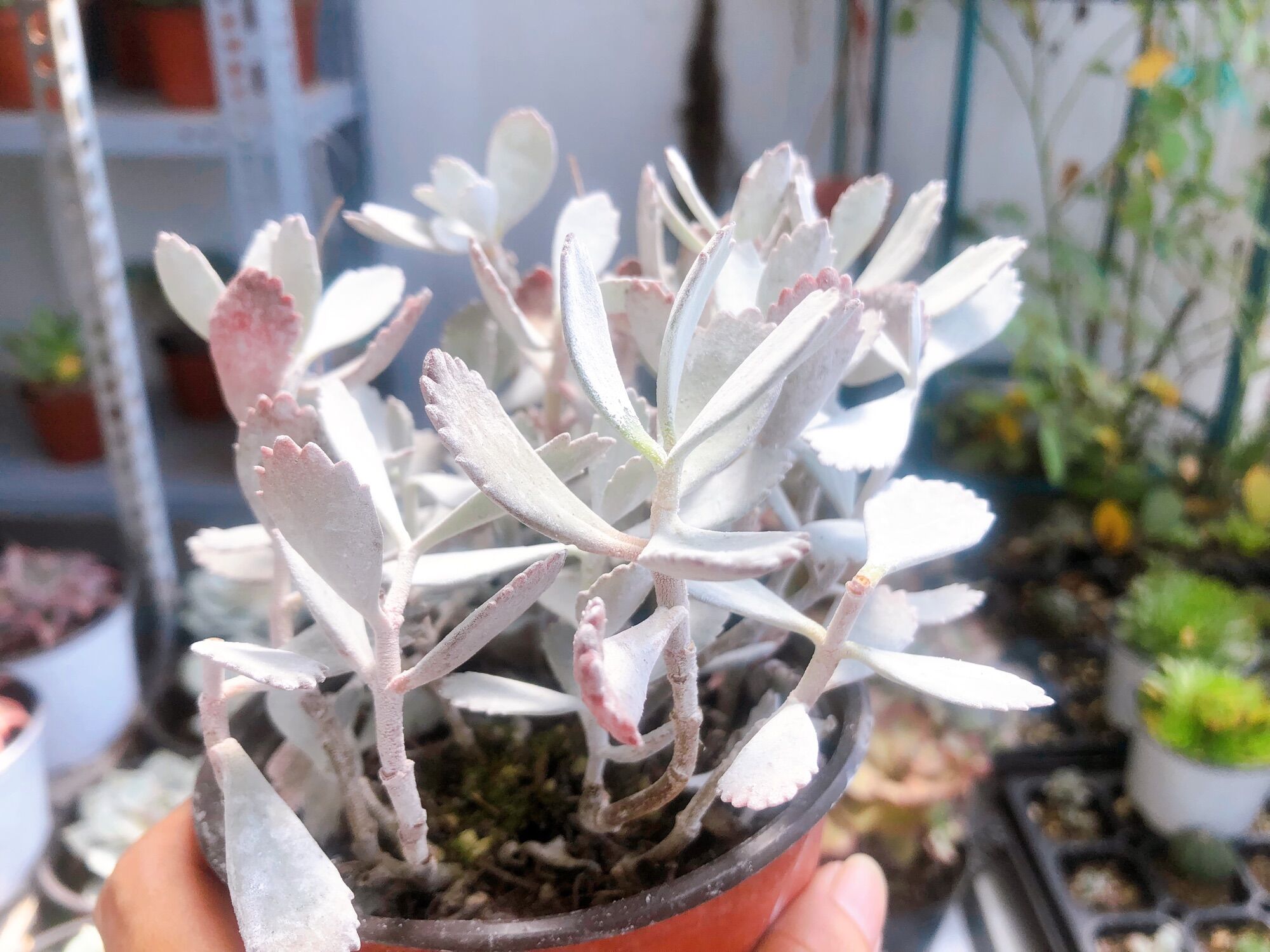 Sen đá kalanchoe pumila