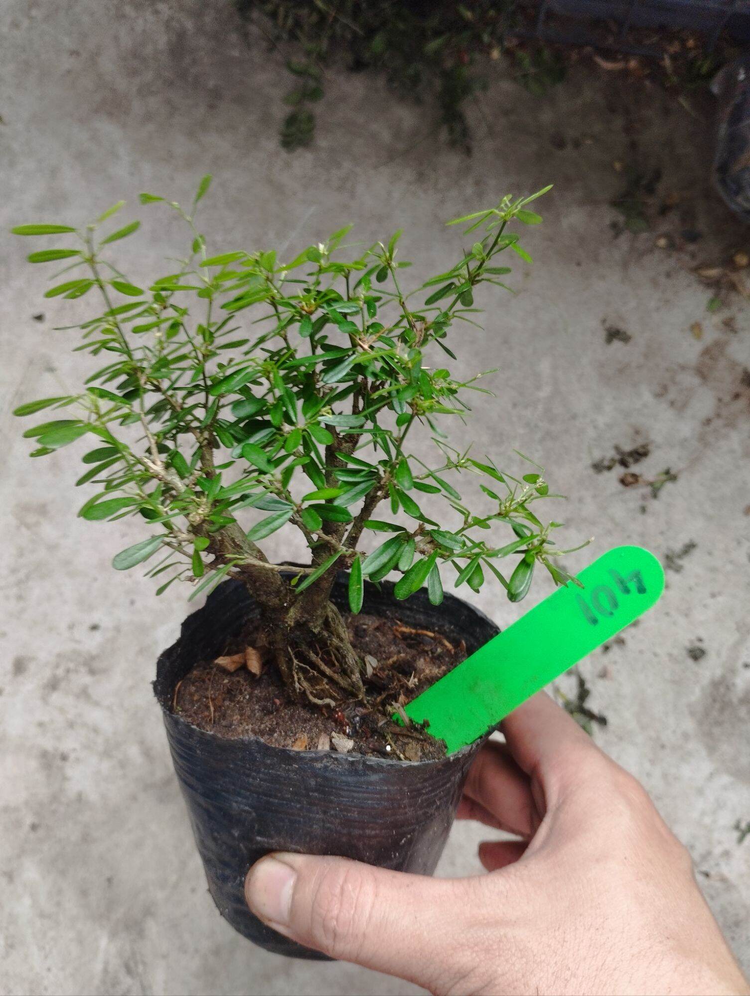 Linh sam 86 mini bonsai ( có sỉ)