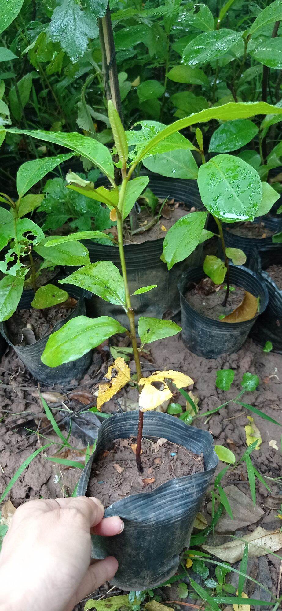 1 kg lá bàng tươi ,cây giống