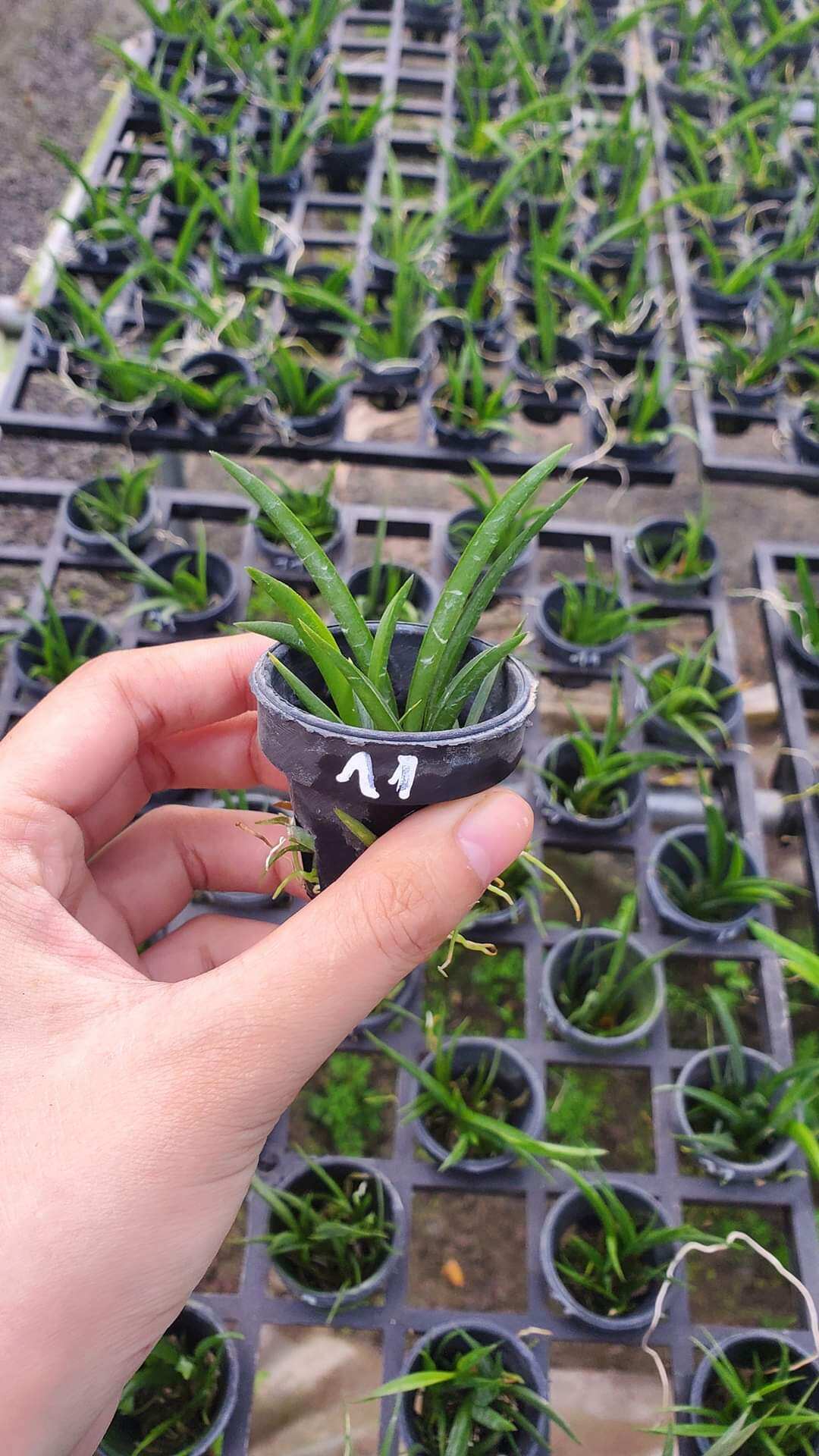 Hoa lan Vũ nữ bút chì giống đủ màu lựa được