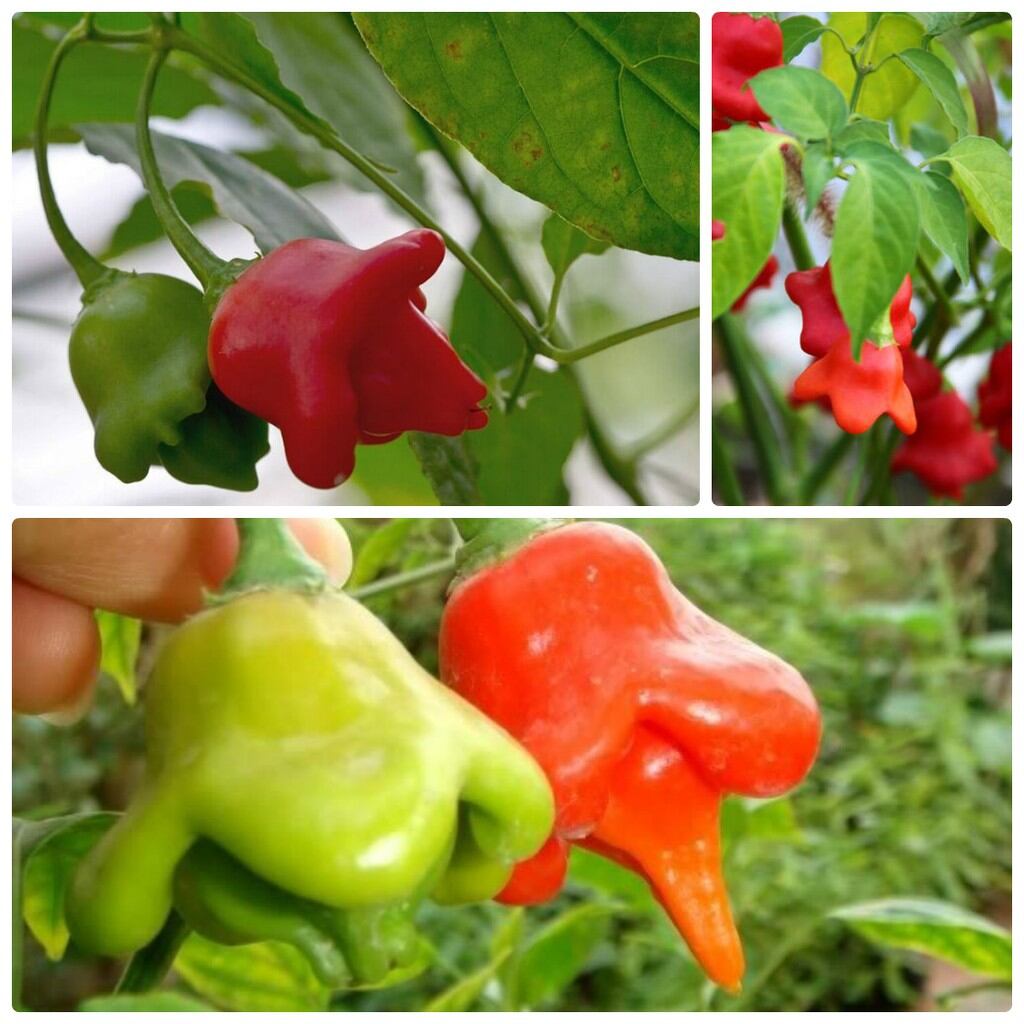 Hạt Ớt hoa hồng 5 Hạt  giống  chuẩn