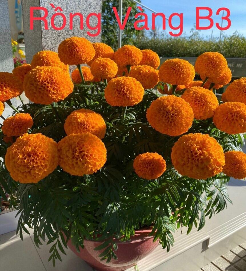 Hạt giống vạn thọ Rồng Vàng B3