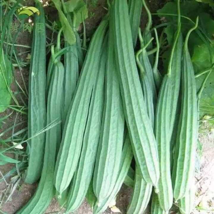 Hạt mướp khía Thái Lan 15 hạt