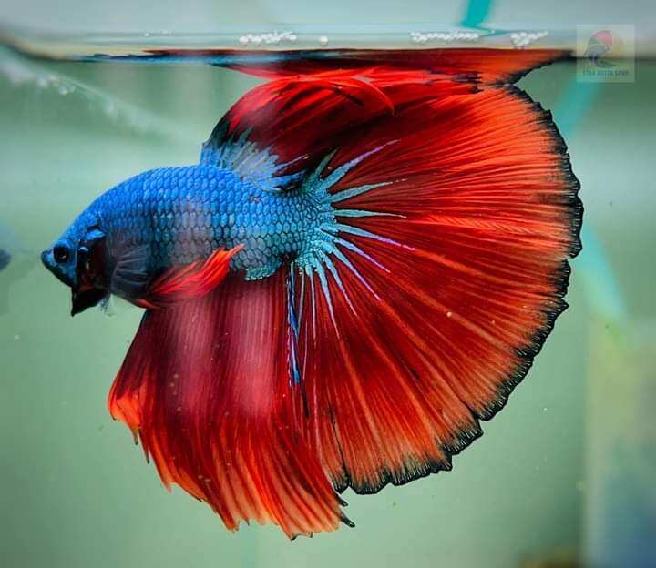 【 2 cặp trống mái + 1 thức ăn 】 Betta Halfmoon màu ngẫu nhiên size sinh sản. Hoàn tiền khi có rủi ro