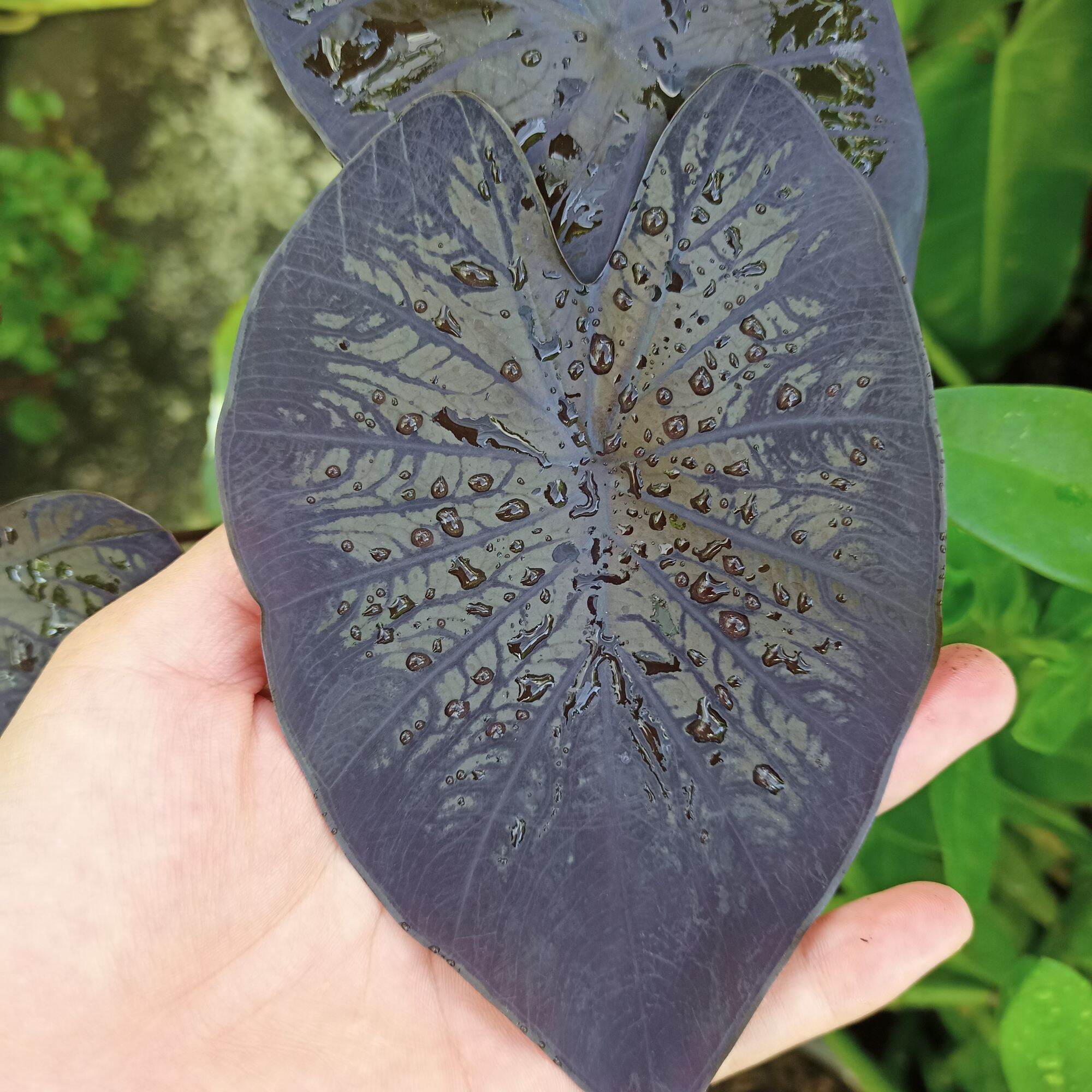 Chậu cây alocasia black coral