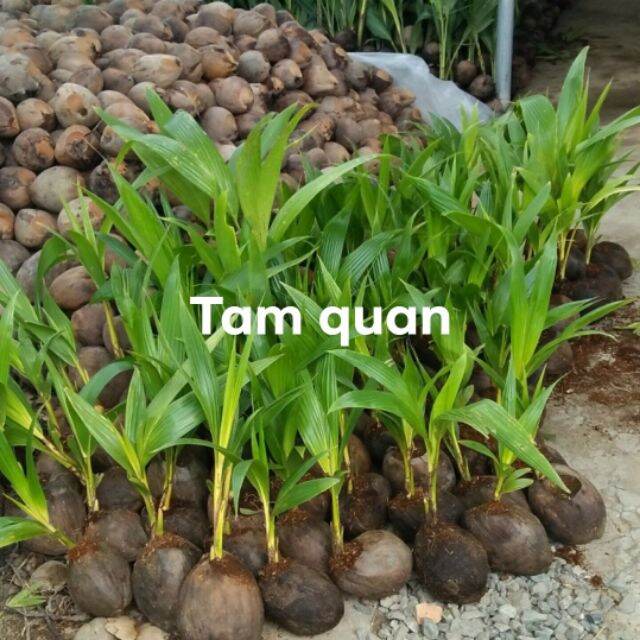 Cây Giống dừa tam quan siêu quả 1 cây
