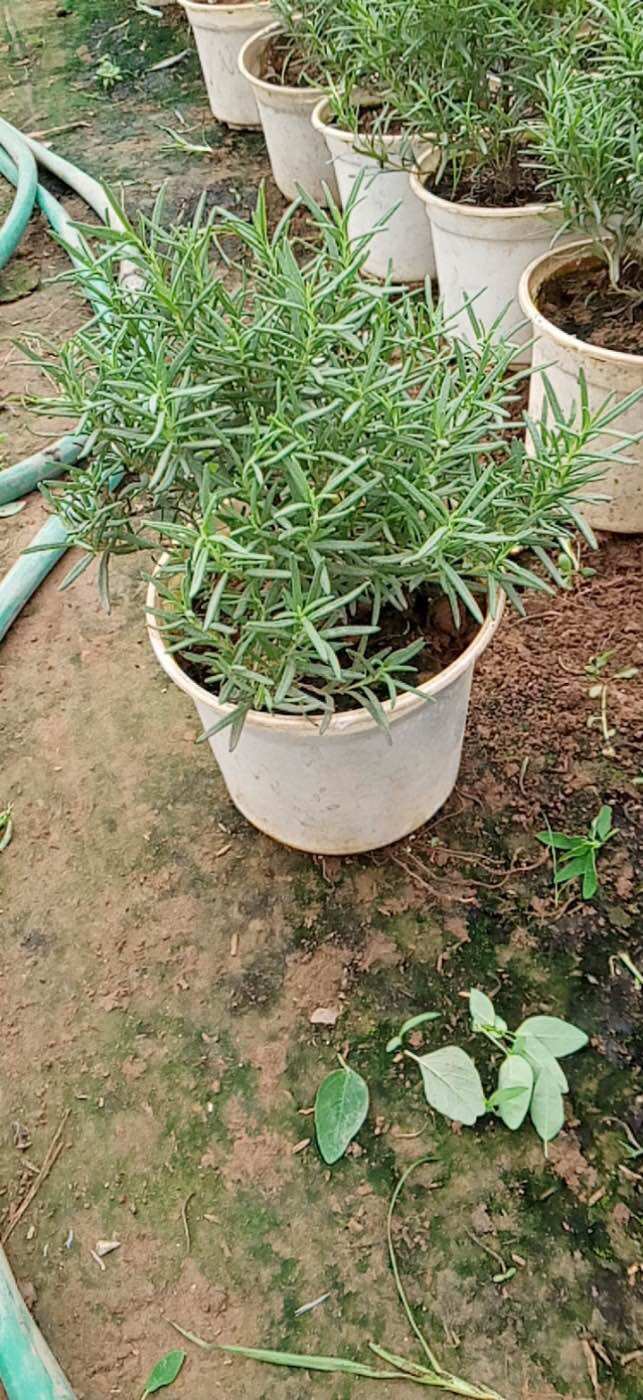 Chậu cây hương thảo hương thảo đứng - hương thảo rủ