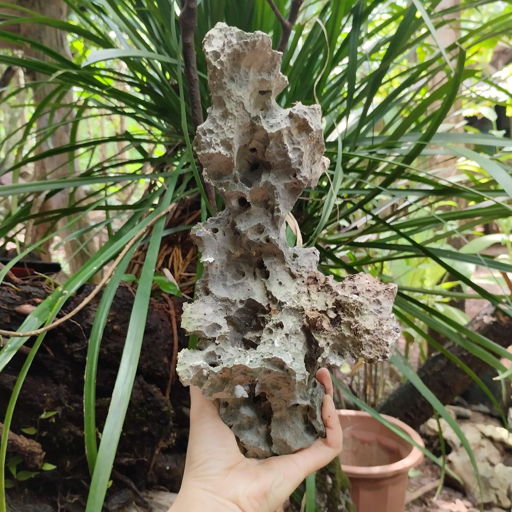 ĐÁ ghép cây bonsai mini.trang trí bể cá cảnh