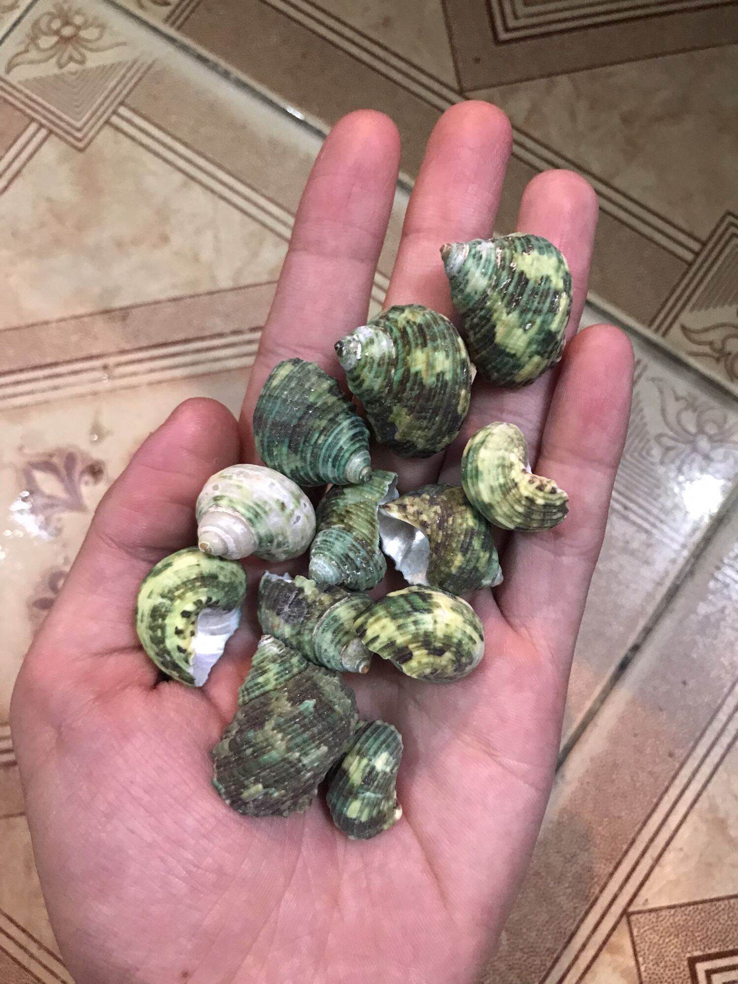 Vỏ Ốc Cừ Xanh loại Nhỏ trang trí hồ cá, ốc mượn hồn 10k 3 cái