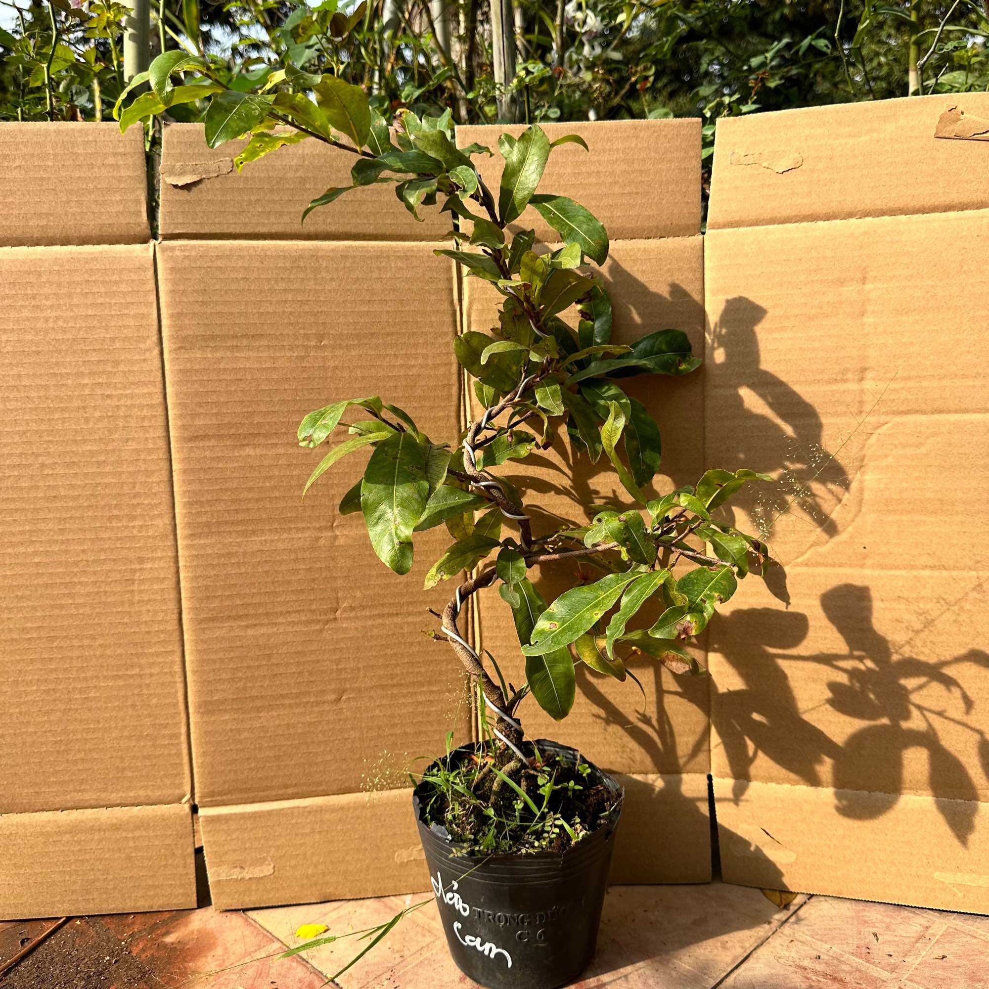 Cây mai nghệ - bonsai gốc ghép đẹp