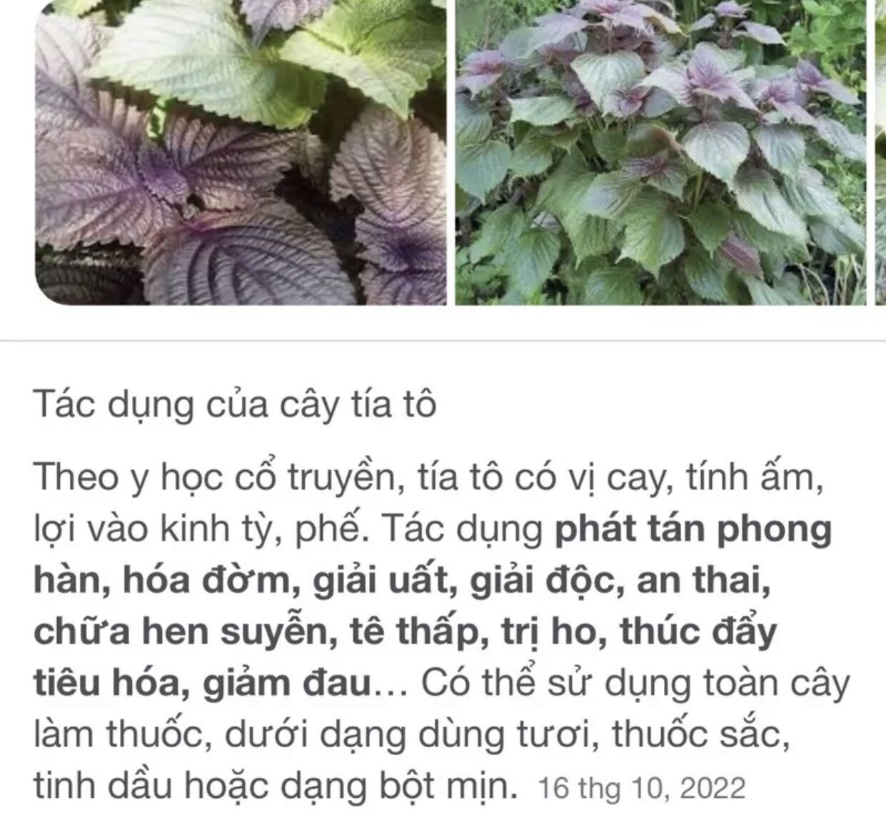 Chậu rau tía tô