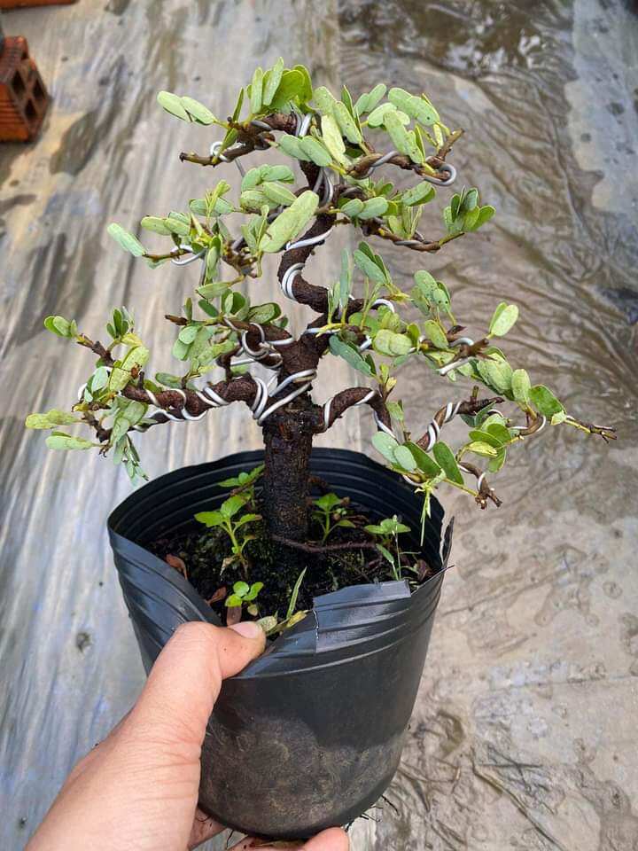 CÂY ME THÁI BONSAI ĐÃ TẠO DÁNG