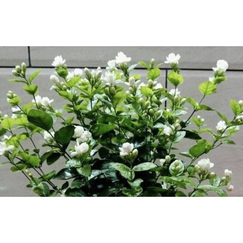 Cây giống hoa nhài kép (nhài ta)