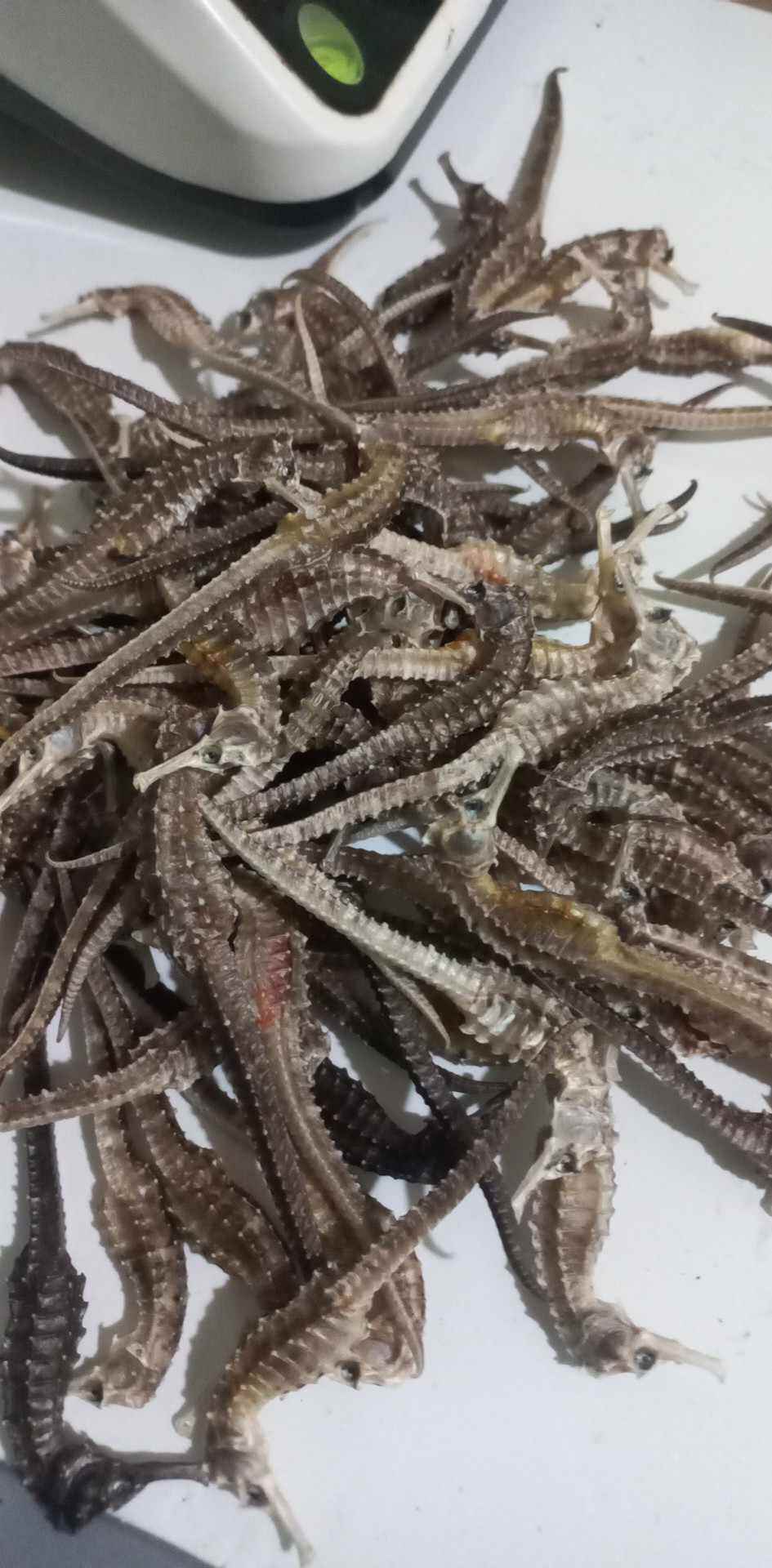 10 con cá ngựa khô .8cm