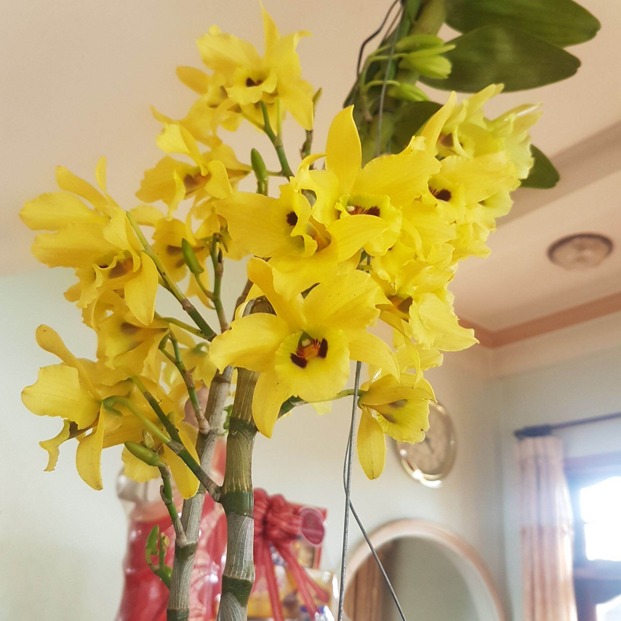 Hoa lan denro xuân mắt đen trồng trong chậu phi 14