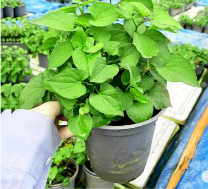 Cây rau diếp cá trồng có bầu to