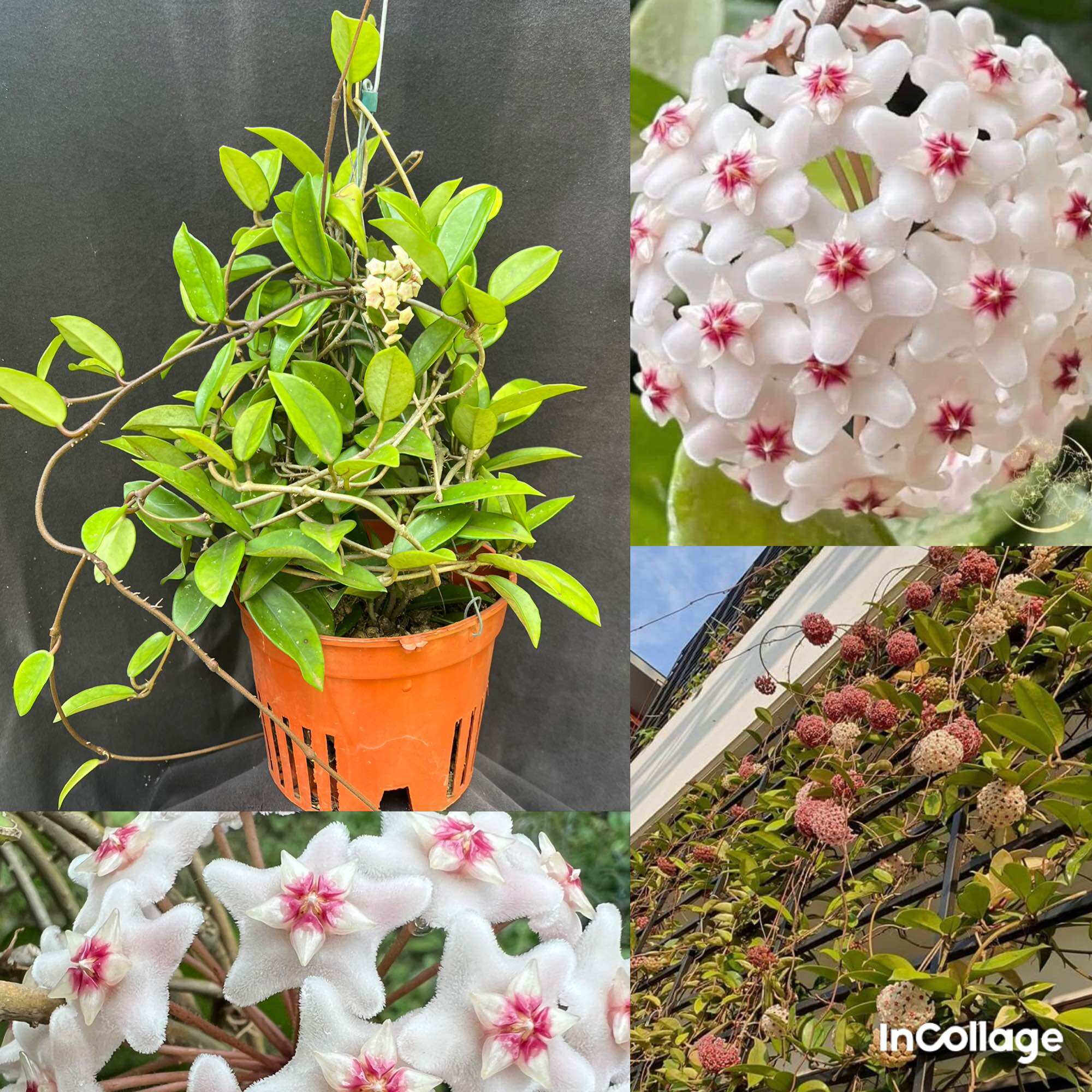 Hoa Cẩm cù hoya carnosa white hoa thơm, siêng hoa