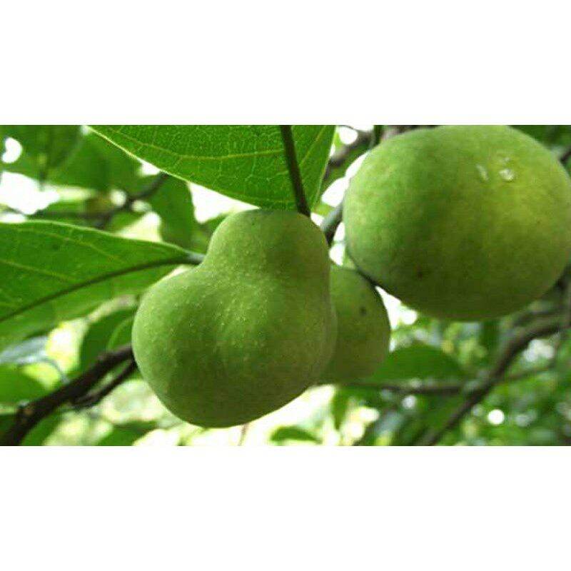 CÂY CHAY GIỐNG (CÂY TO NHƯ ẢNH SỐ 4)