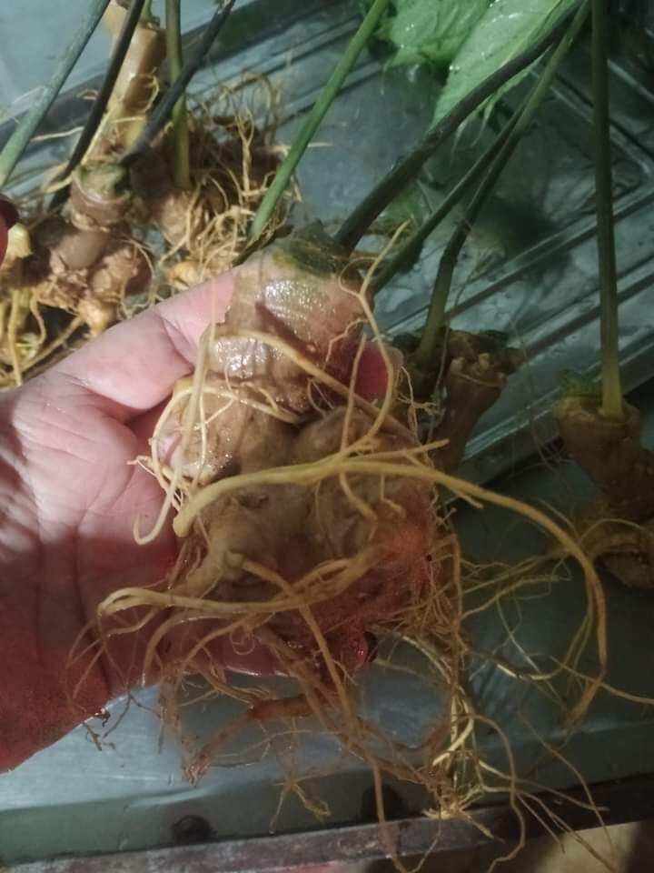 rượu sâm ngọc linh bình 1,8 lít