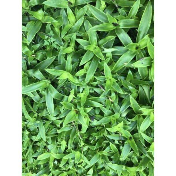 1kg lá lược vàng tươi lh 0355276899