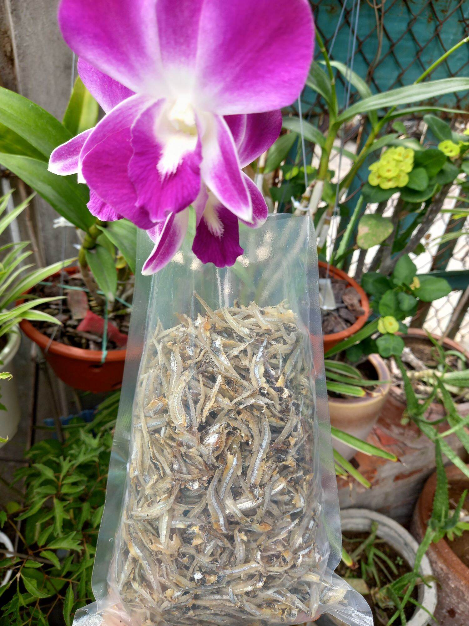 0.5 KG Cá Cơm  xẻ