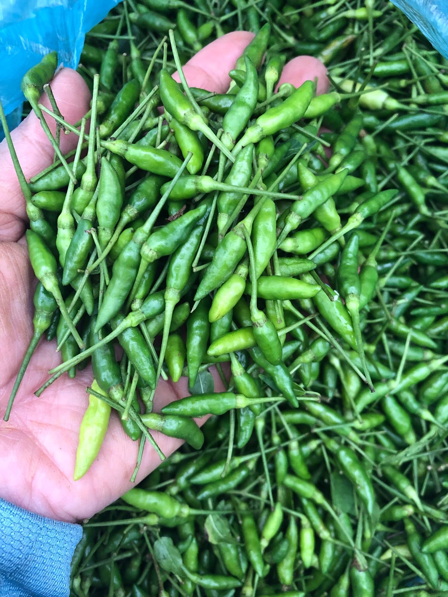 120k/3 chai ớt thóc sóc muối