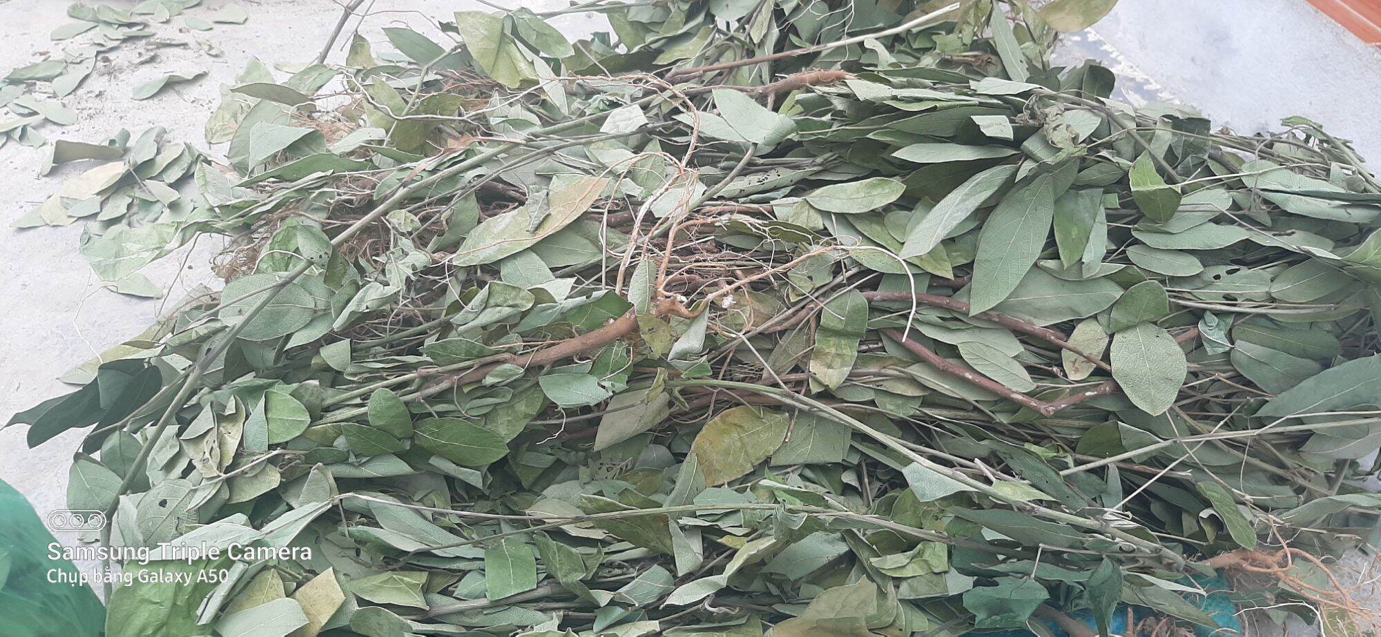hạt giống cây đuôi chồn (0.2g)