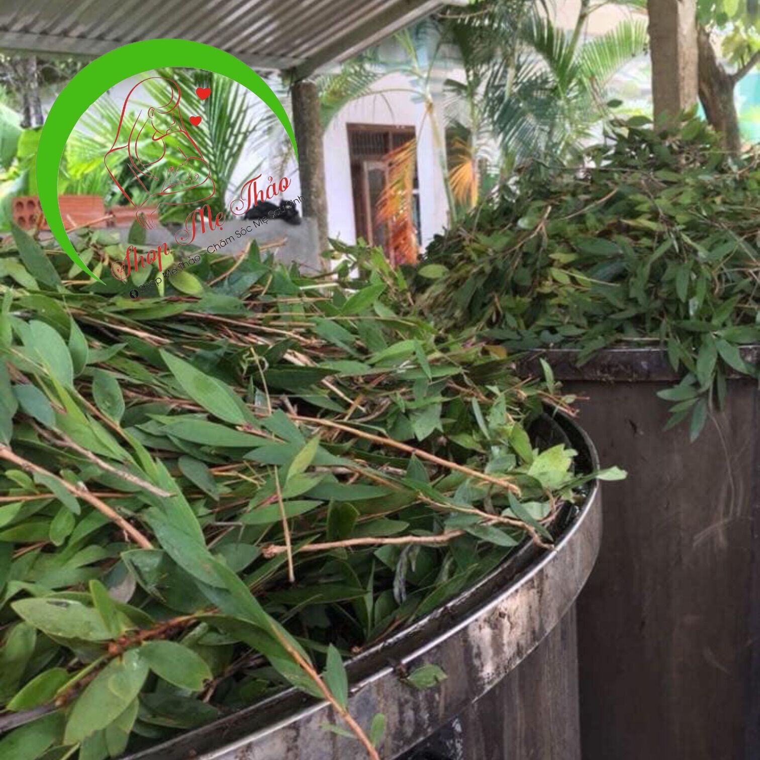 TINH DẦU TRÀM GIÓ 100% NGUYÊN CHẤT