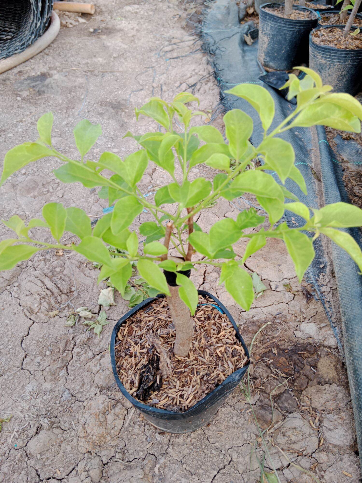 Cây hoa giấy ghép