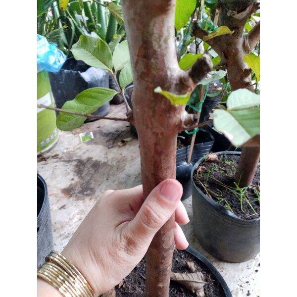 Chậu cây Ổi Lê gốc to