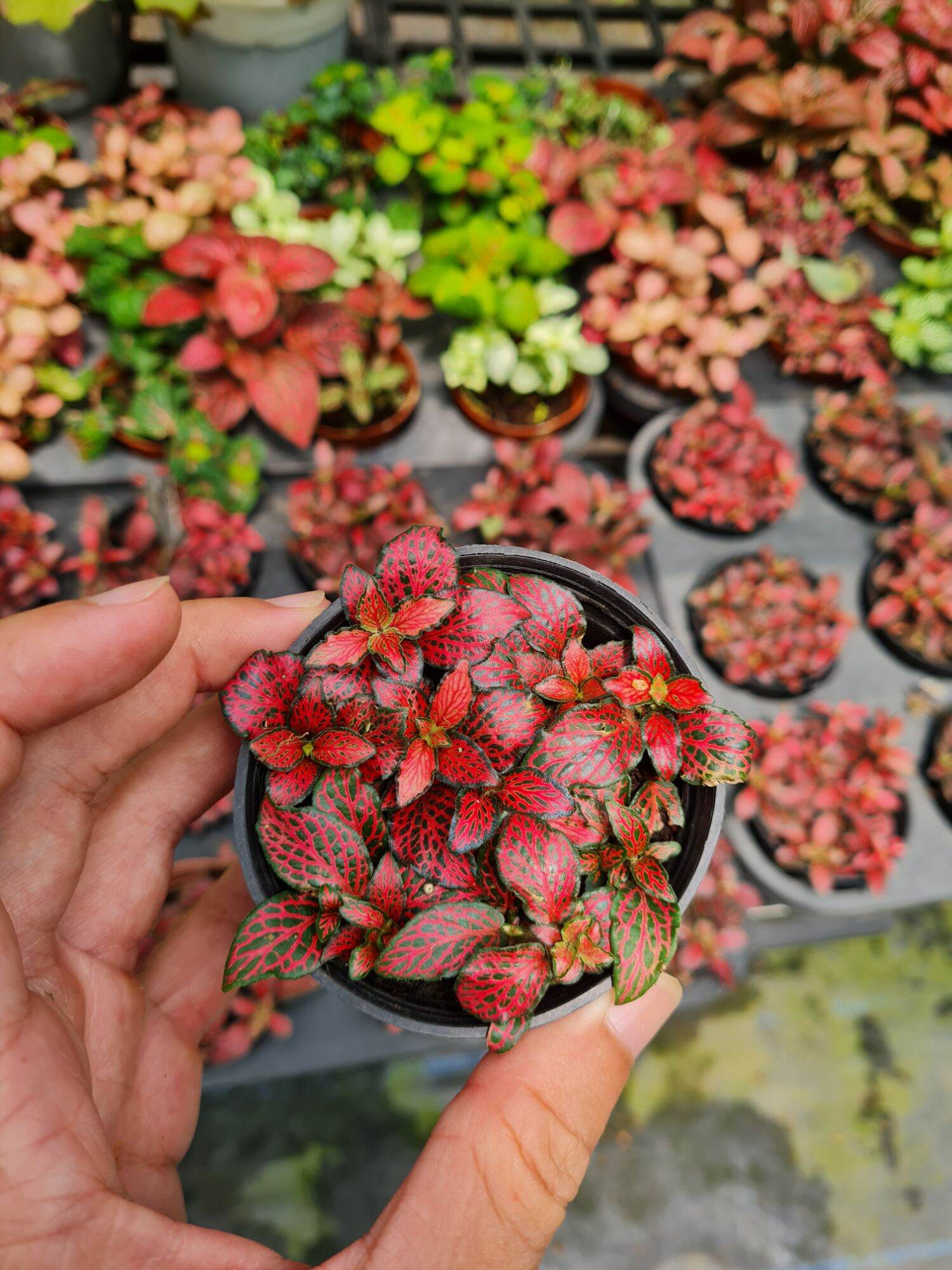 Cây lá may mắn cẩm nhung