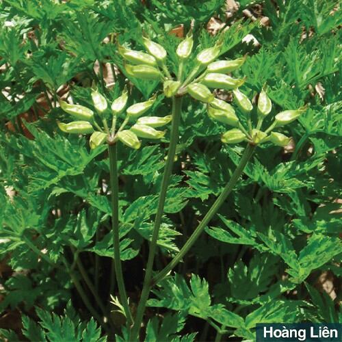 Đại tràng Bảo Nguyên, hộp 50v