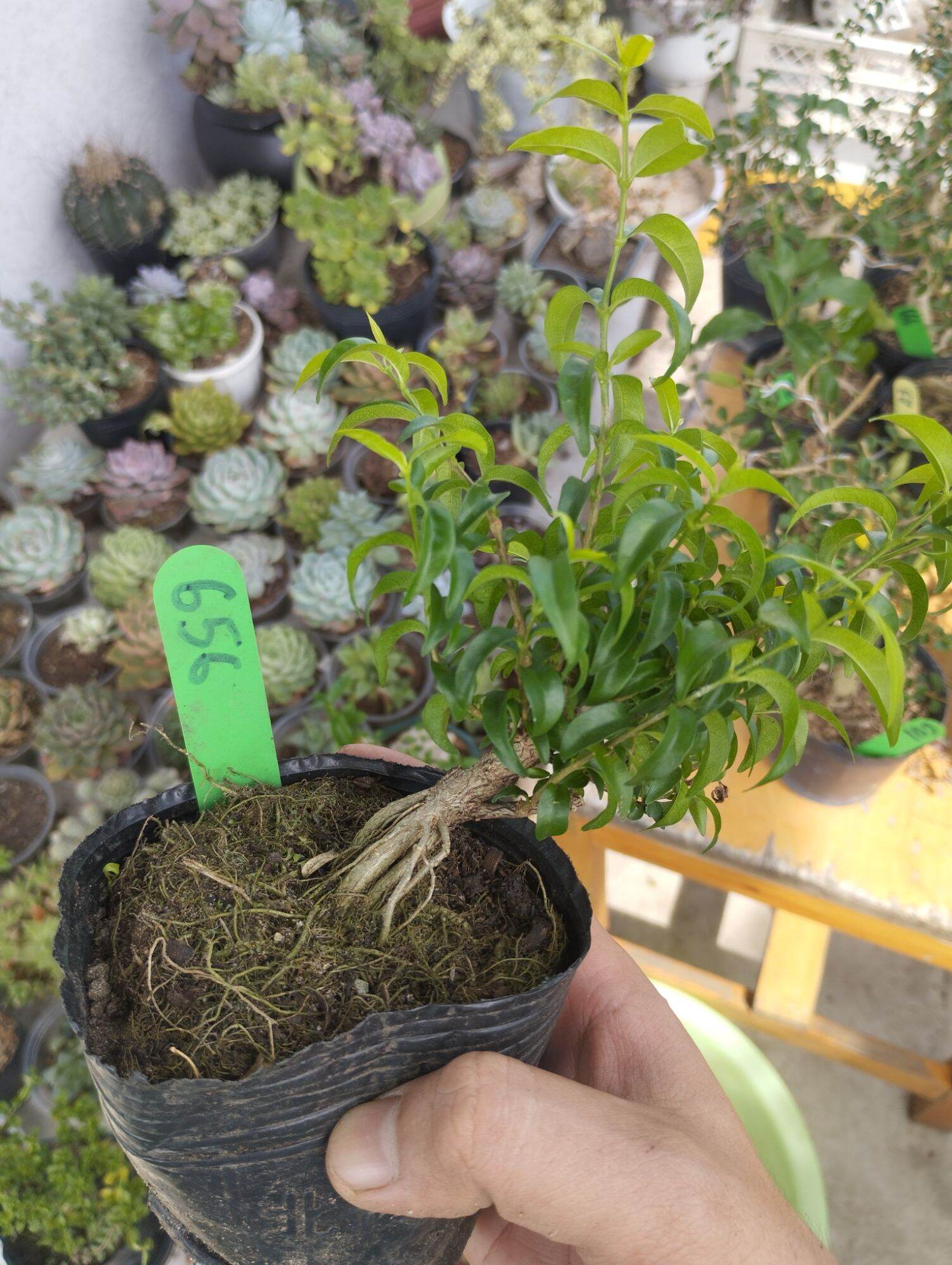 Mai chiếu thuỷ mini bonsai