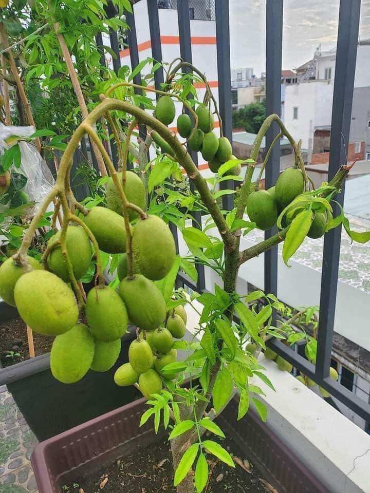 Cây giống cóc thái lùn siêu quả