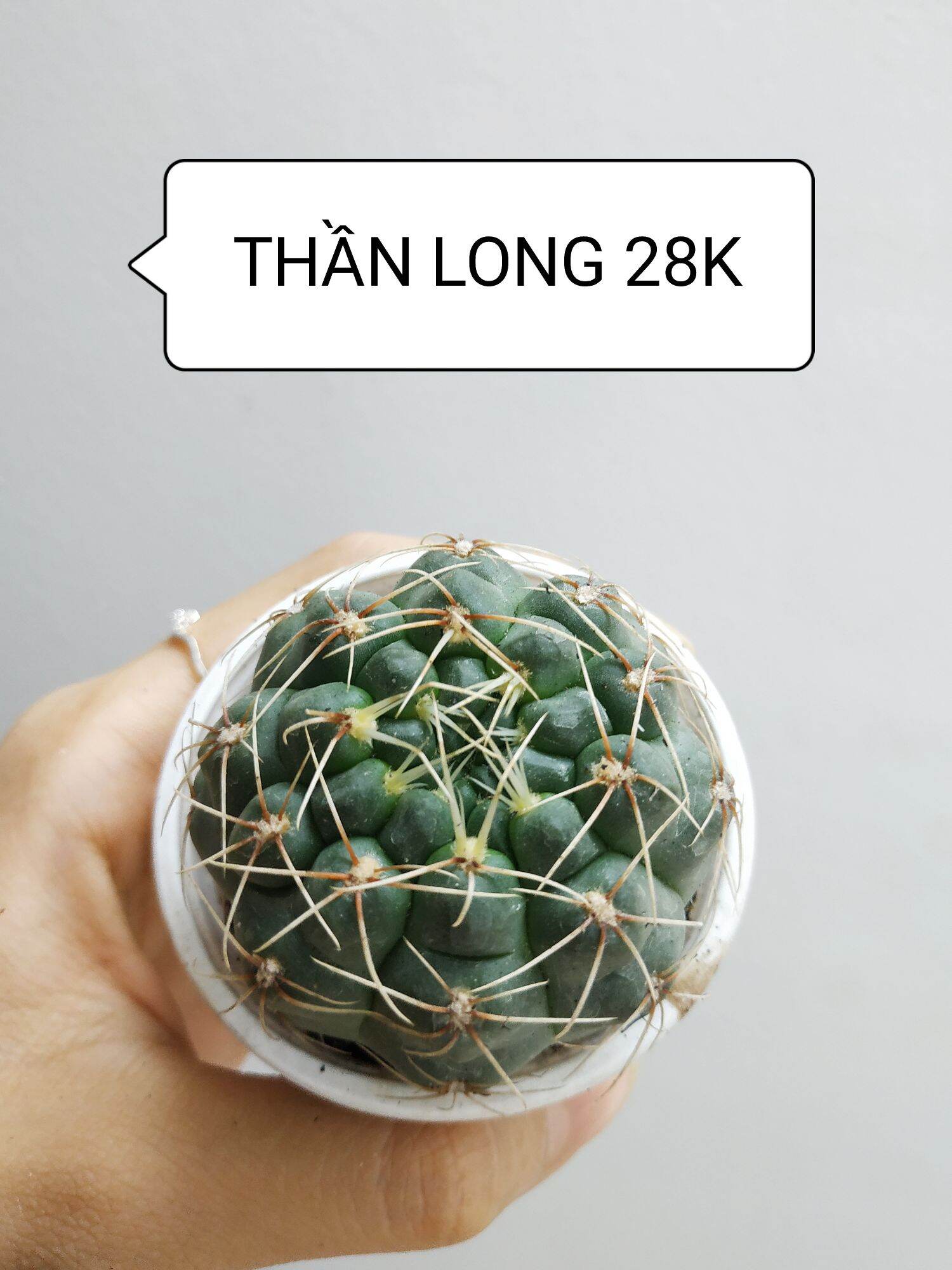 Xương rồng THẦN LONG
