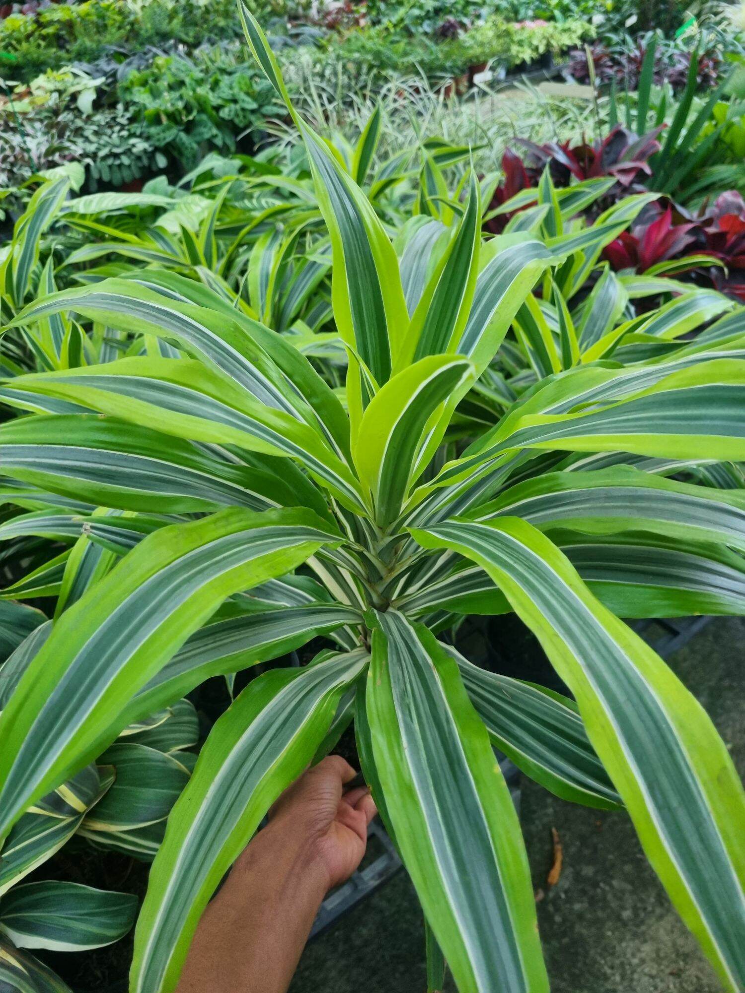 Cây phát tài Mỹ