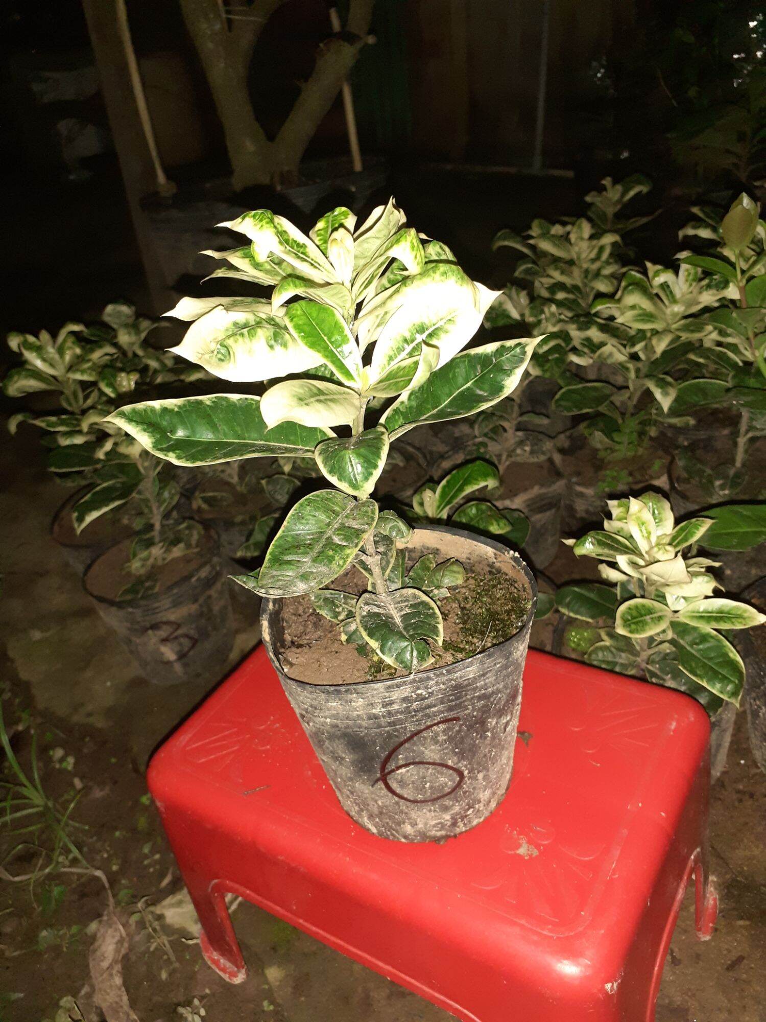 5 cây giống bông trang cẩm thạch
