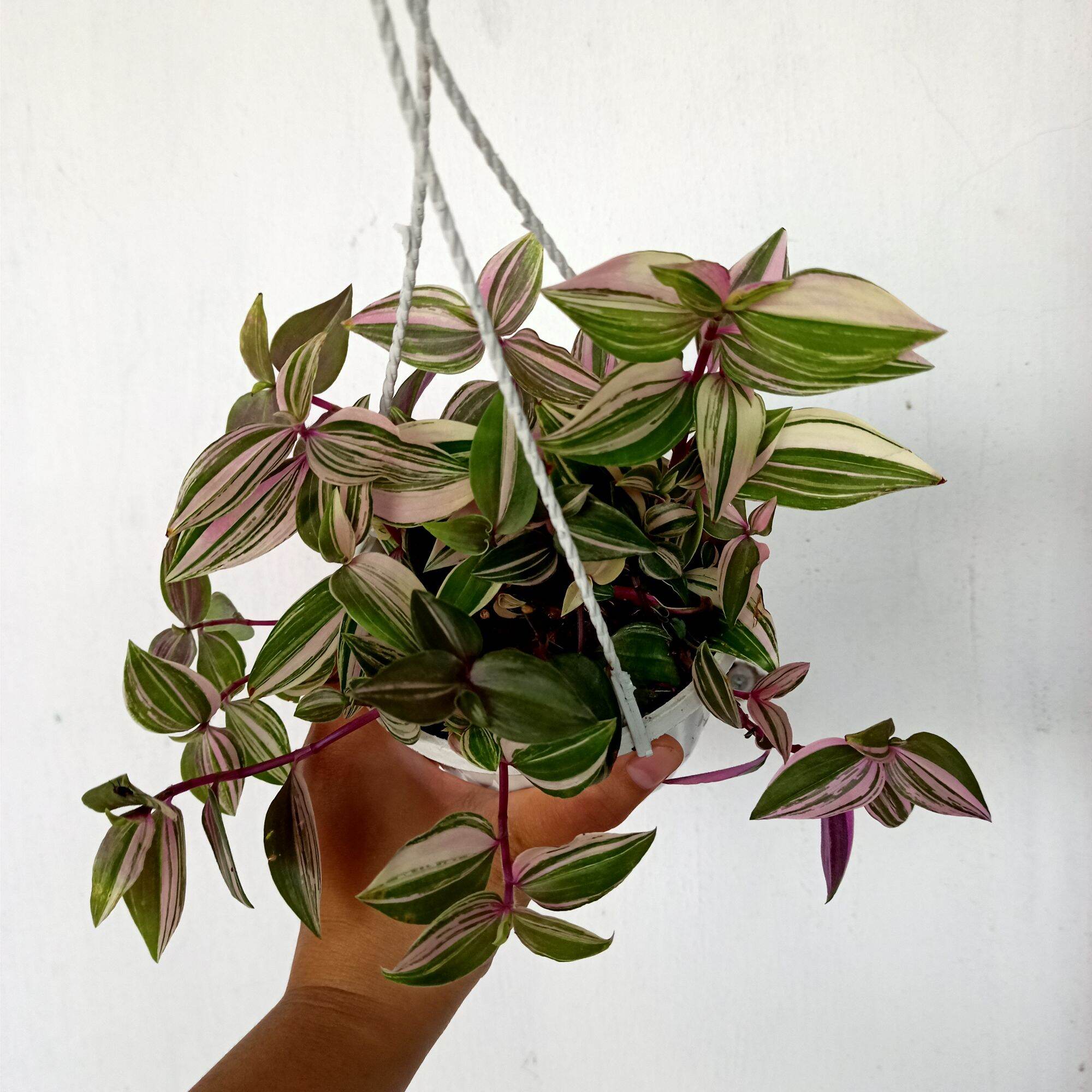 Chậu cây thài lài hồng rủ kèm giỏ treo mini