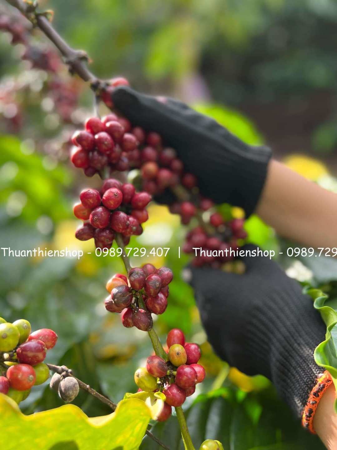 CÀ PHÊ TRUYỀN THỐNG LÂM ĐỒNG 500G