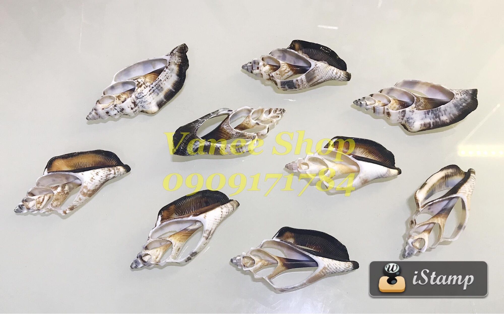 Vỏ ốc cắt 100gr