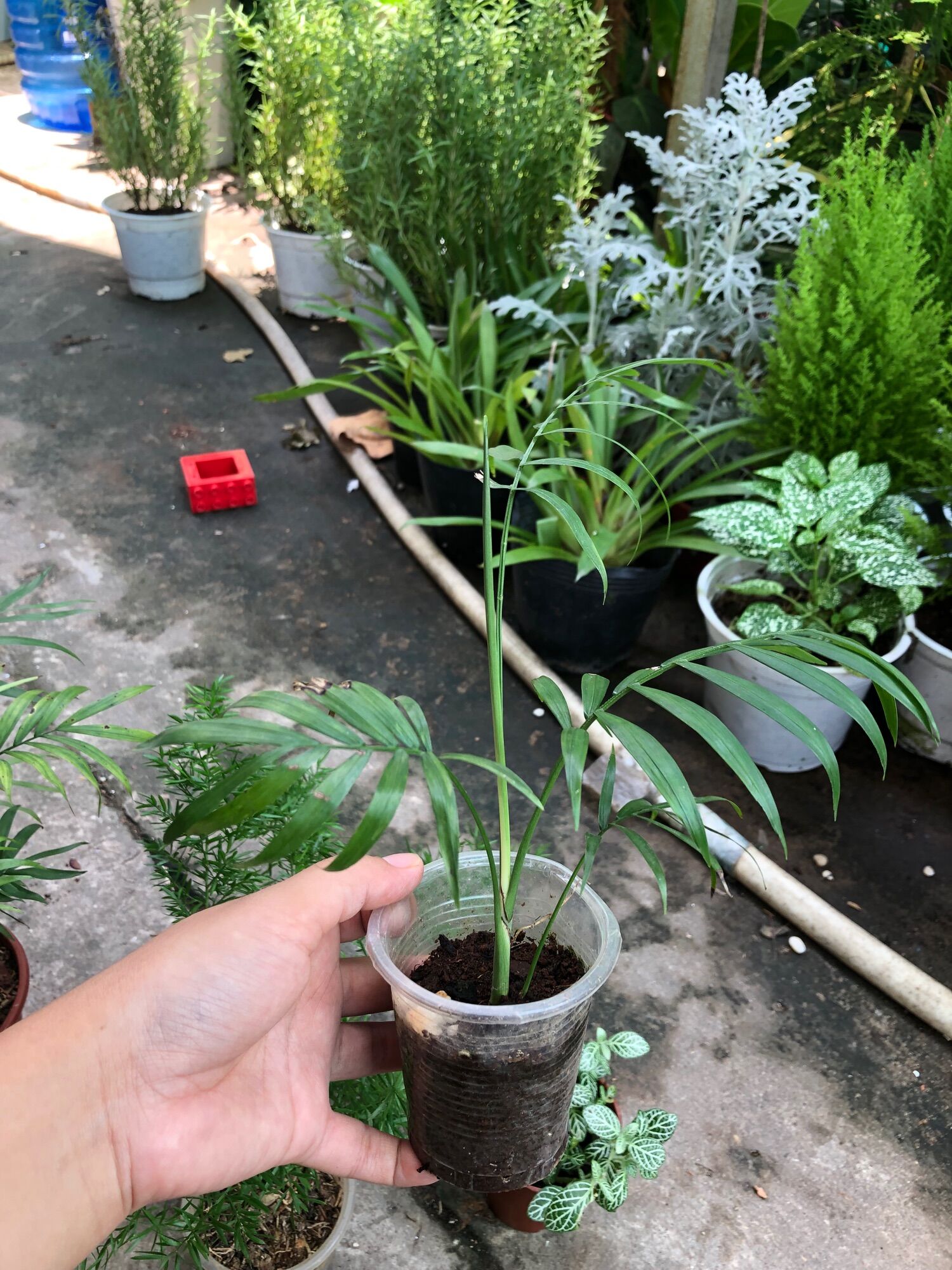 Cây cau tiểu trâm 1 thân