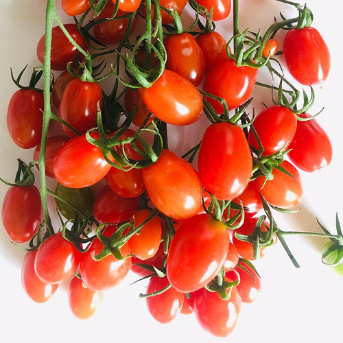10 hạt giống cà chua cherry đỏ chịu nhiệt