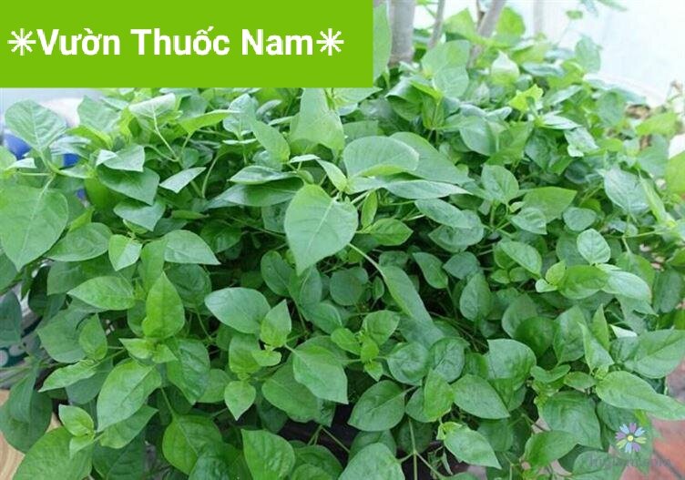Combo 3 bầu cây rau ngót nhật làm giống