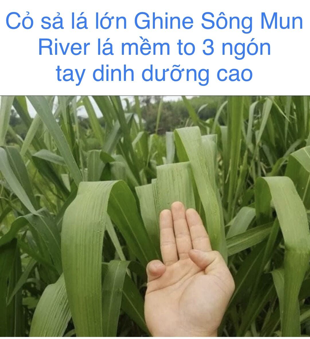 Hạt giống cỏ Sông Mun 50g (Thái Lan)