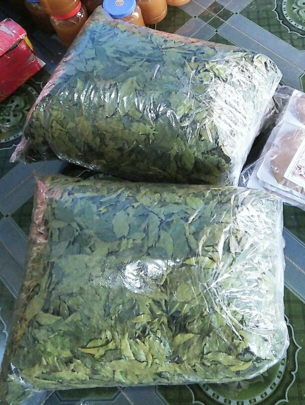 Lá mắc mật sấy lạnh