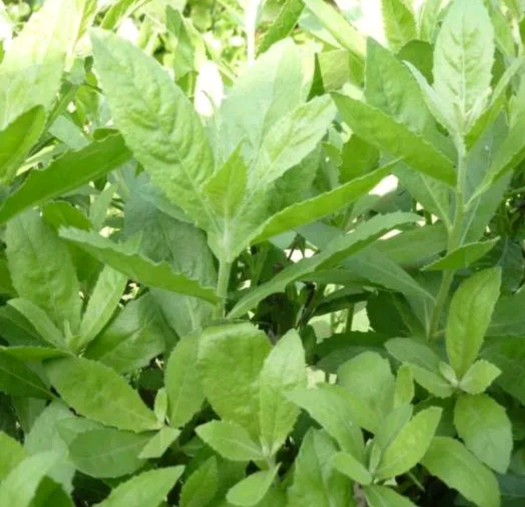 Cây cúc tần khô ( Từ Bi ) 1 Ký
