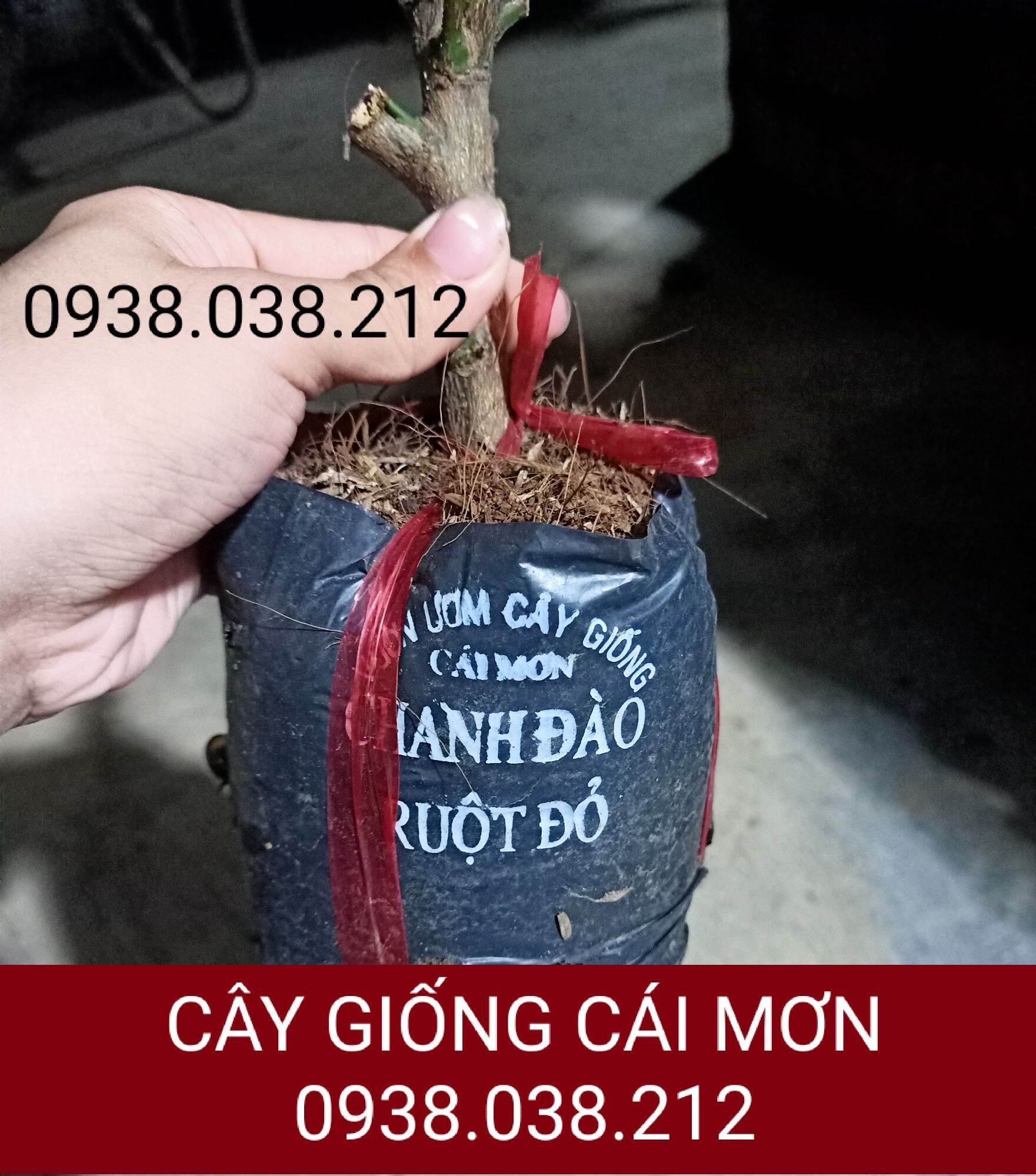 CÂY GIỐNG CHANH ĐÀO CHIẾT CÀNH ( CHUẨN F1)
