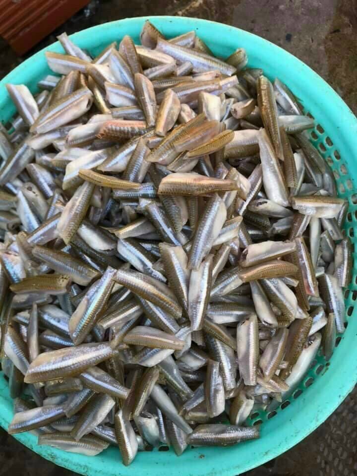 500g khô cá lòng tong