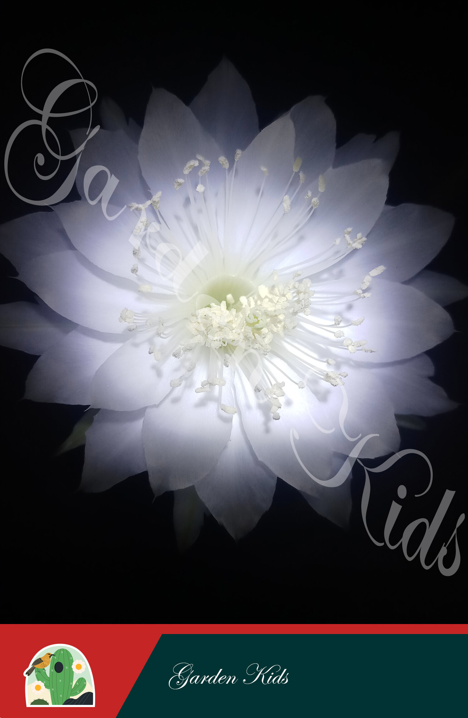 Xương rồng bí xanh bụi (Echinopsis Calochlora)